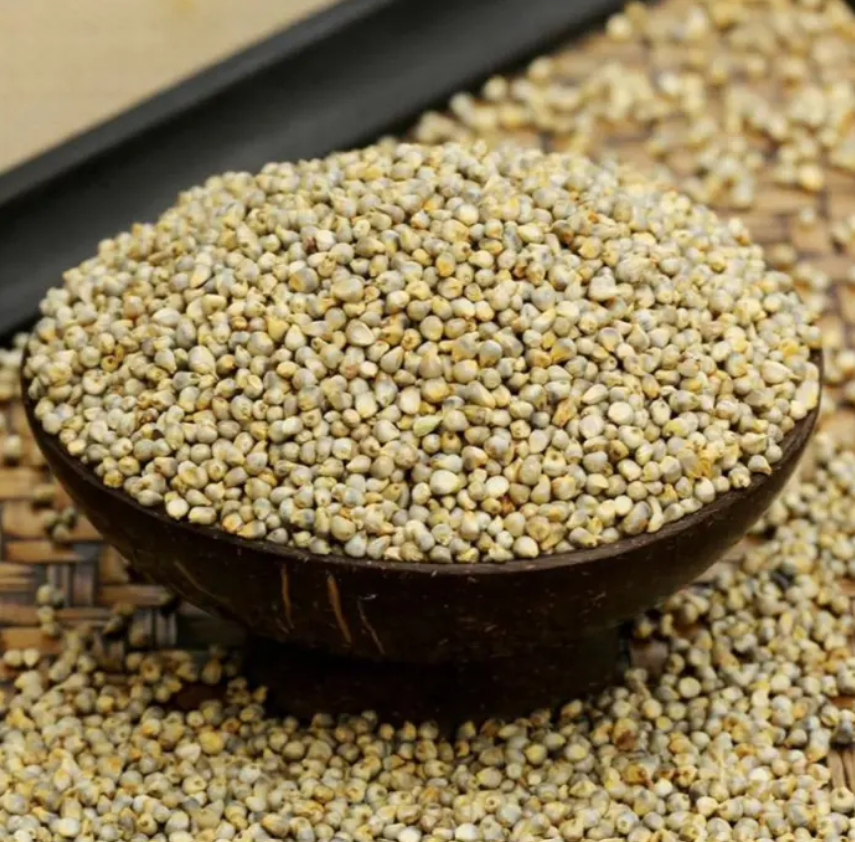 Pearl Millet (Bajra)