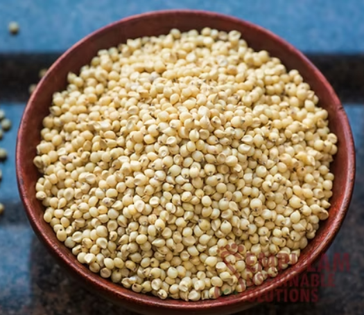 Sorghum (Jowar)