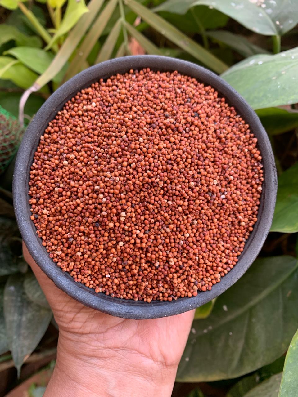 Finger Millet (Ragi)
